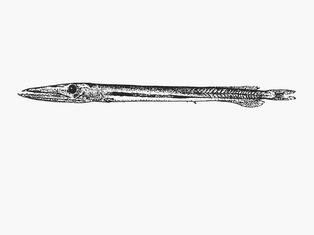 (Anotopterus Zugmayer, 1911) Род Анотоптерусы, Анотоптеры, Кинжалозубы